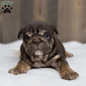 Chanel Cocoa, English Bulldog Puppy